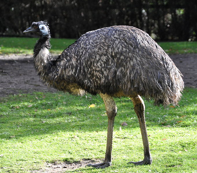 emu skincare